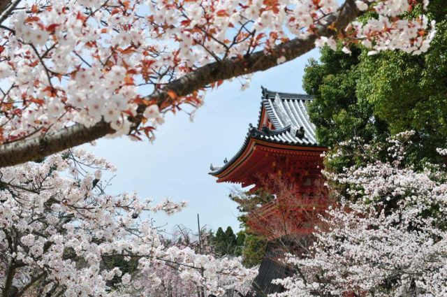 A Cherry Blossom Guide to Kyoto, Japan – Vogue Hong Kong