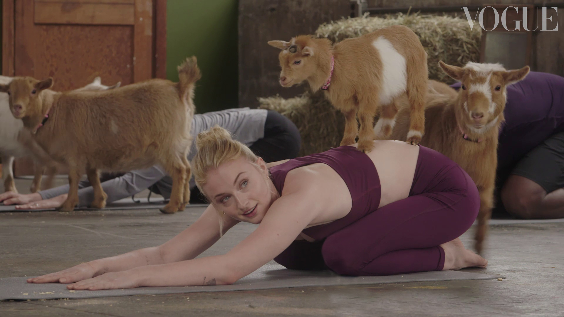 Йога с козами в москве. Sophie Turner Goat Yoga. Йога с козами. Козлиная йога. Йога с козочками.